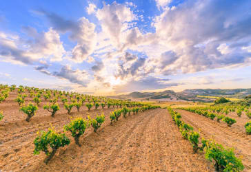 Wijnstreek Ribera del Duero