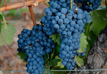 Ontdek de Tempranillo