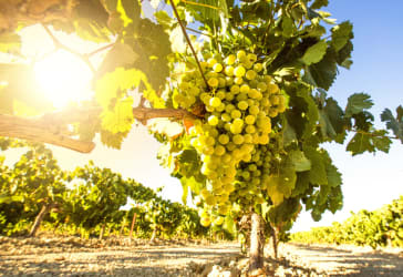 Zomerse Verdejo's