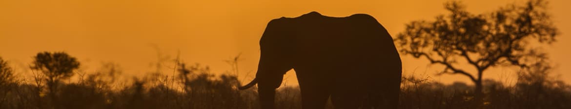 Amarula