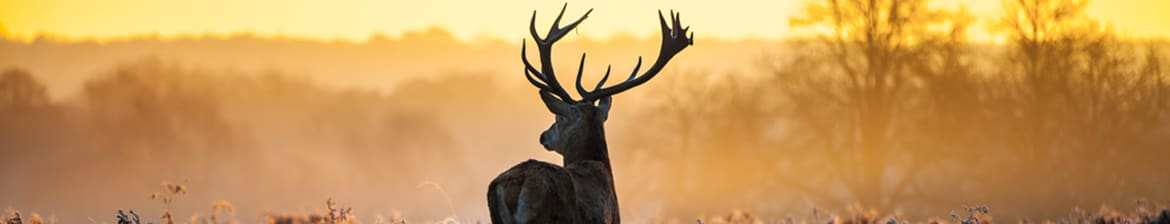 Dalmore
