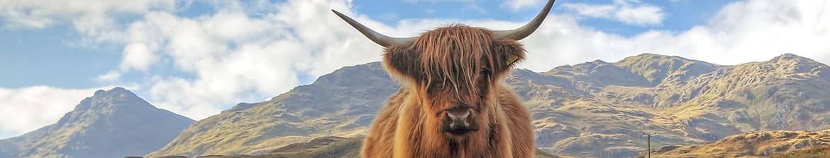 Glen Scotia