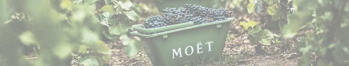 Moët & Chandon