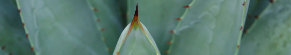 Nuestra Soledad