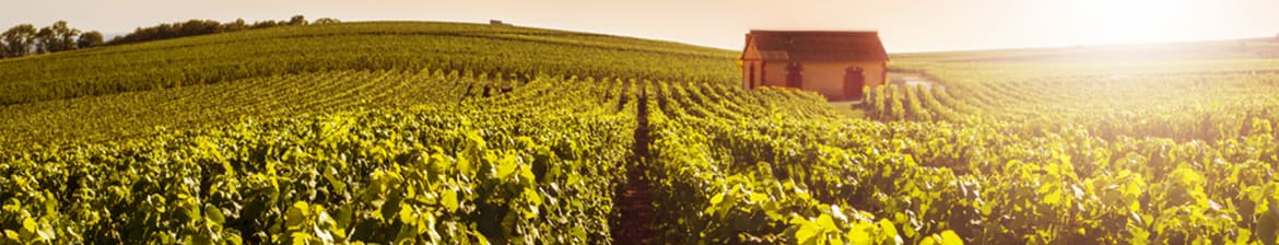 Piper Heidsieck